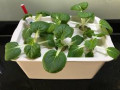 hydroponics-kit-for-sale-small-0