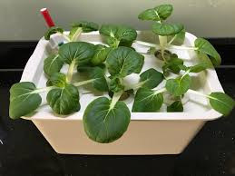 hydroponics-kit-for-sale-big-0