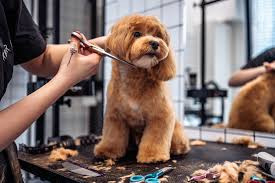 pet-grooming-services-big-1
